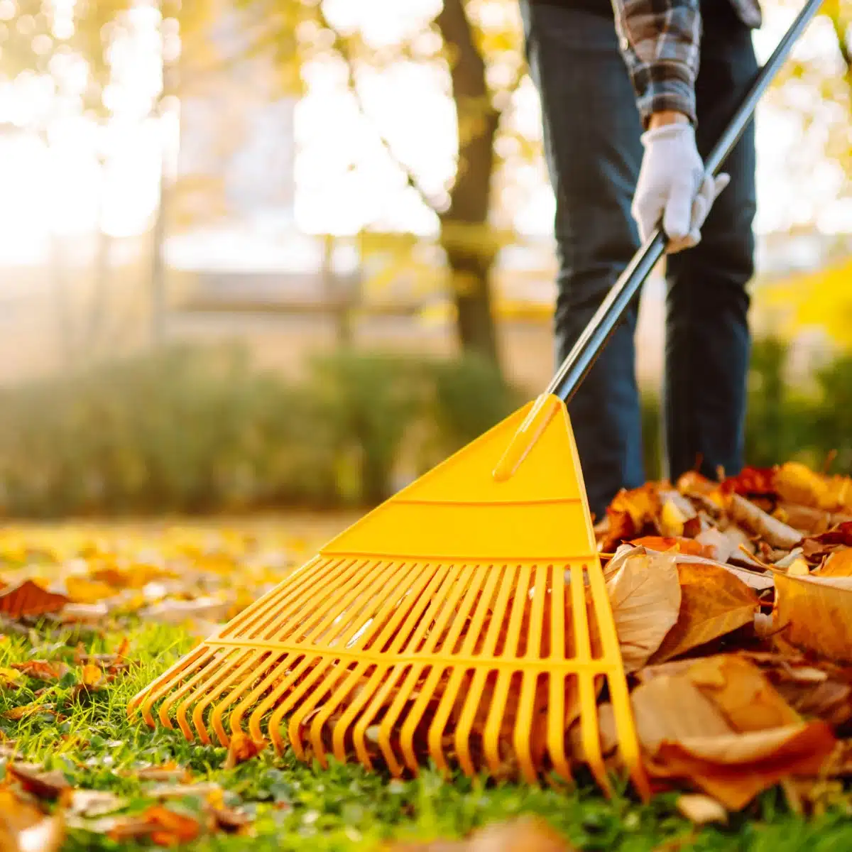 ramassage des feuilles mortes dans un espace vert avec un râteau, entretien du jardin en automne

